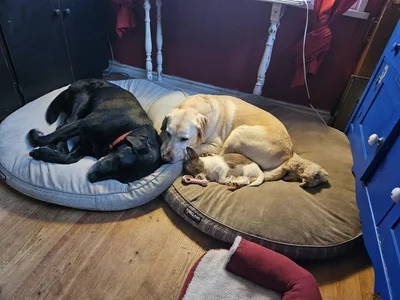 Royal City PAWS Pet Centre logo