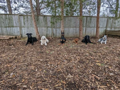 Dogs BeHaven Training Solutions logo