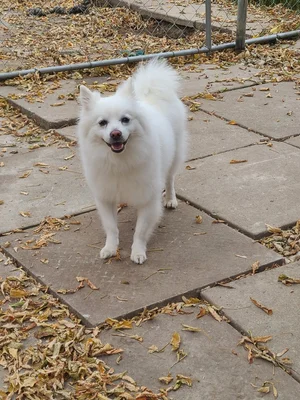 Safe Haven Kennels logo