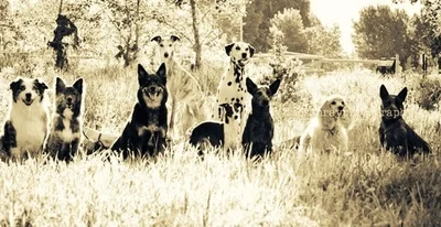 Winter Hill Canine Cottage logo