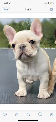 Prince Edward Animal Clinic logo