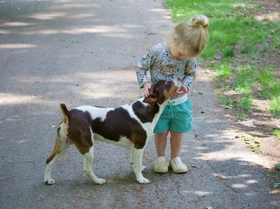 Above the Barr Decker Old Dominion and Rat Terriers logo