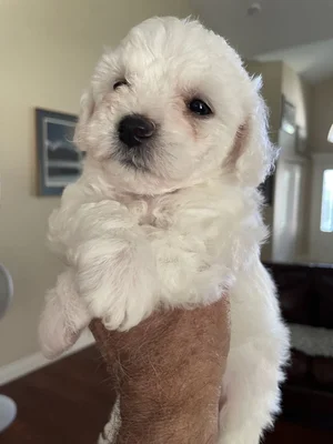 Kadin's Eternal Garden Bichon Frise Breeder