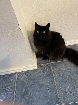 Wells Branch Pet and Bird Clinic