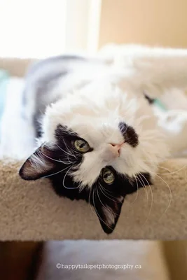 Burlington Humane Society