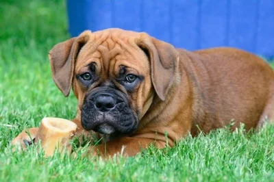 Bonez & Katnip Pet Services