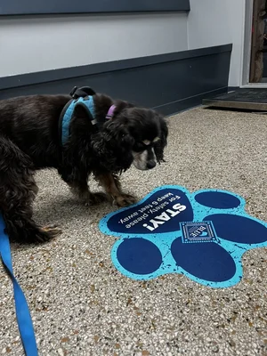 Burnet Road Animal Hospital