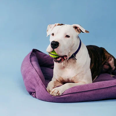 VCA Abbott Animal Hospital