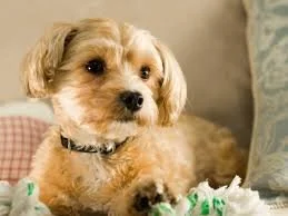 Cobb Central Animal Hospital