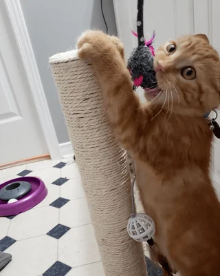 Priority Pet Boarding Services