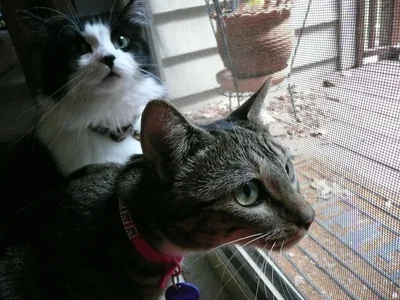 Webster Kerry Altera