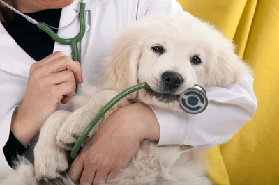 Country Animal Clinic logo