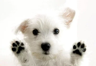 Chloe's Pristine Pups