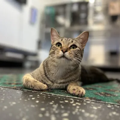 Fort Smith Veterinary Wellness and Urgent Care