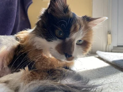 Stephanie's Pet Grooming logo