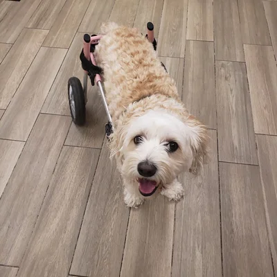 Burlington Lakeshore Veterinary Hospital logo