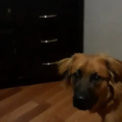 Massard Creek Animal HospitalAnimal hospital