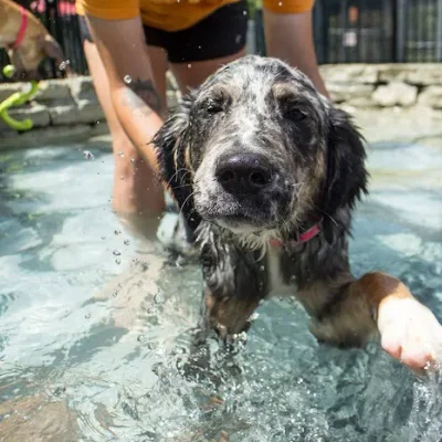 BloomingPaws Clinic Resort & Spa