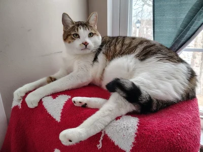 Animal Clinic Of Buena