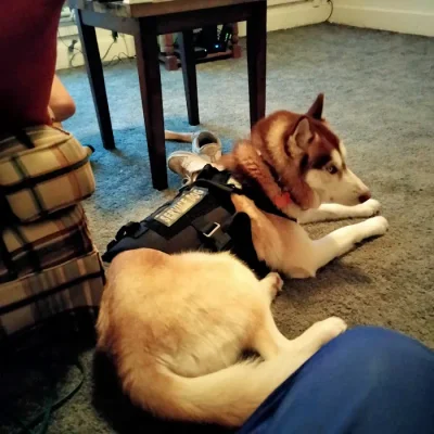 Kenosha Lake Shore Veterinary Clinic