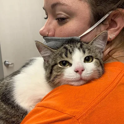 Companion Animal Hospital logo