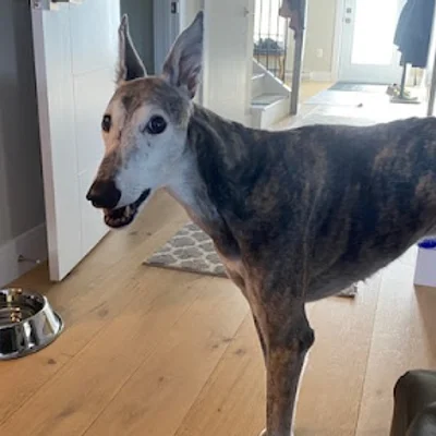 Penhorn Animal Hospital logo