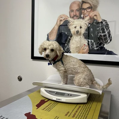 PetWorks Veterinary Hospital logo