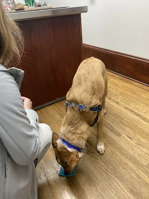 Vetwise Animal Hospital logo