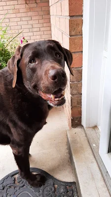 Aldershot Animal Hospital logo