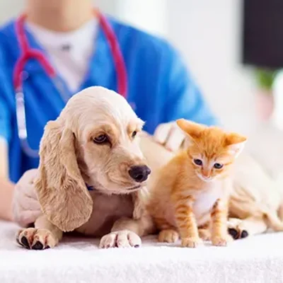 Groupe Vétérinaire Anima-Plus Montée Paiement logo