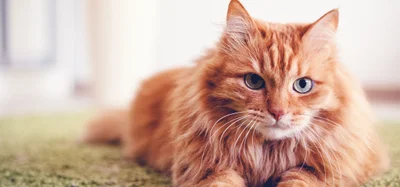 Hopital Veterinaire Tache Inc logo