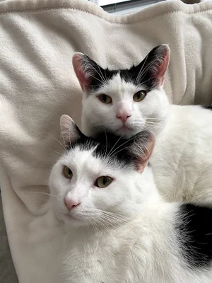 Hôpital Vétérinaire De La Montagne logo