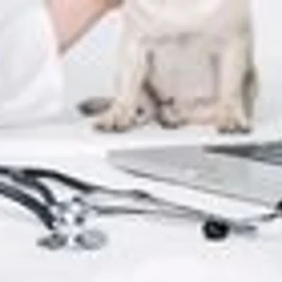 Mike's Affordable Vet Care