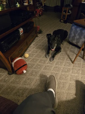 Mike's Furry Friends Small Animal Hospital