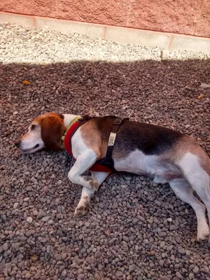 SPCA Nova Scotia logo