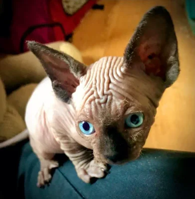 Vets4Pets - Newcastle Kingston Park logo