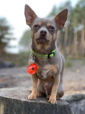 Top Dog Walking Services logo