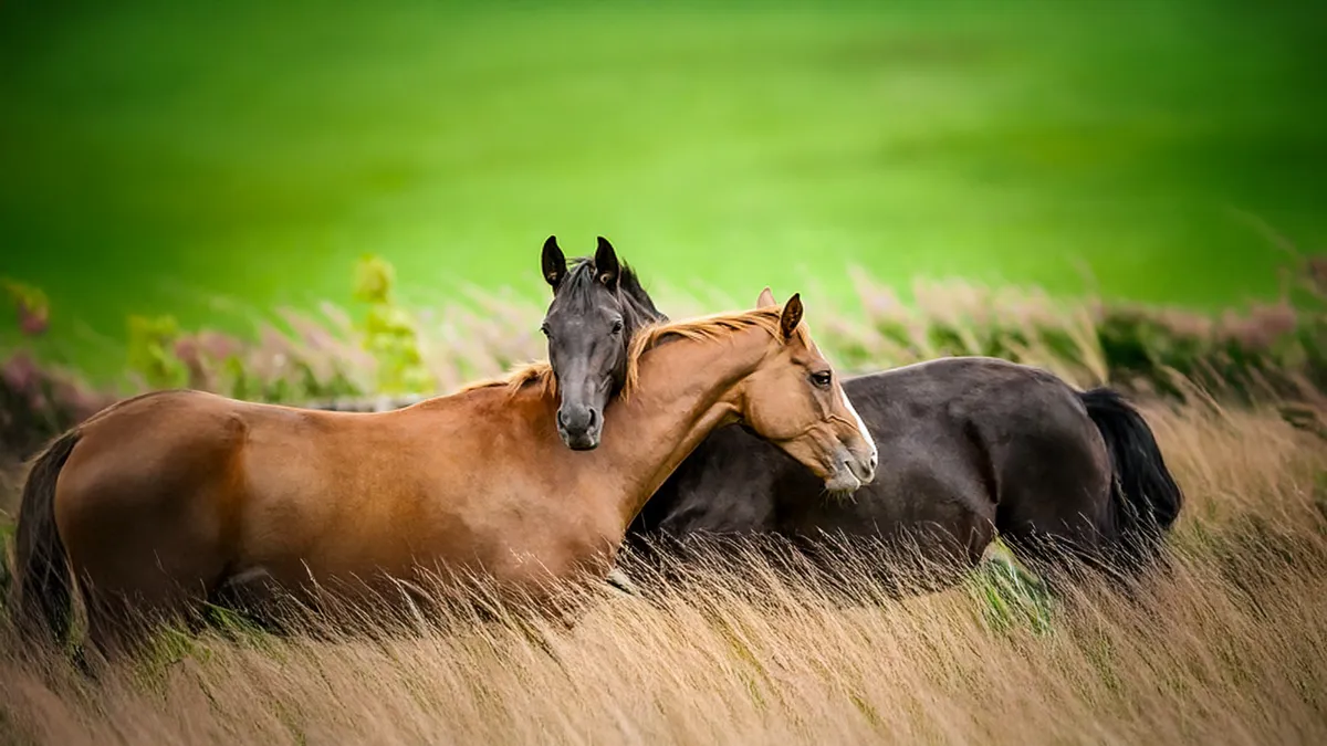 Equine Veterinary Hospital