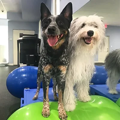 Florida Veterinary Rehabilitation and Sports Medicine