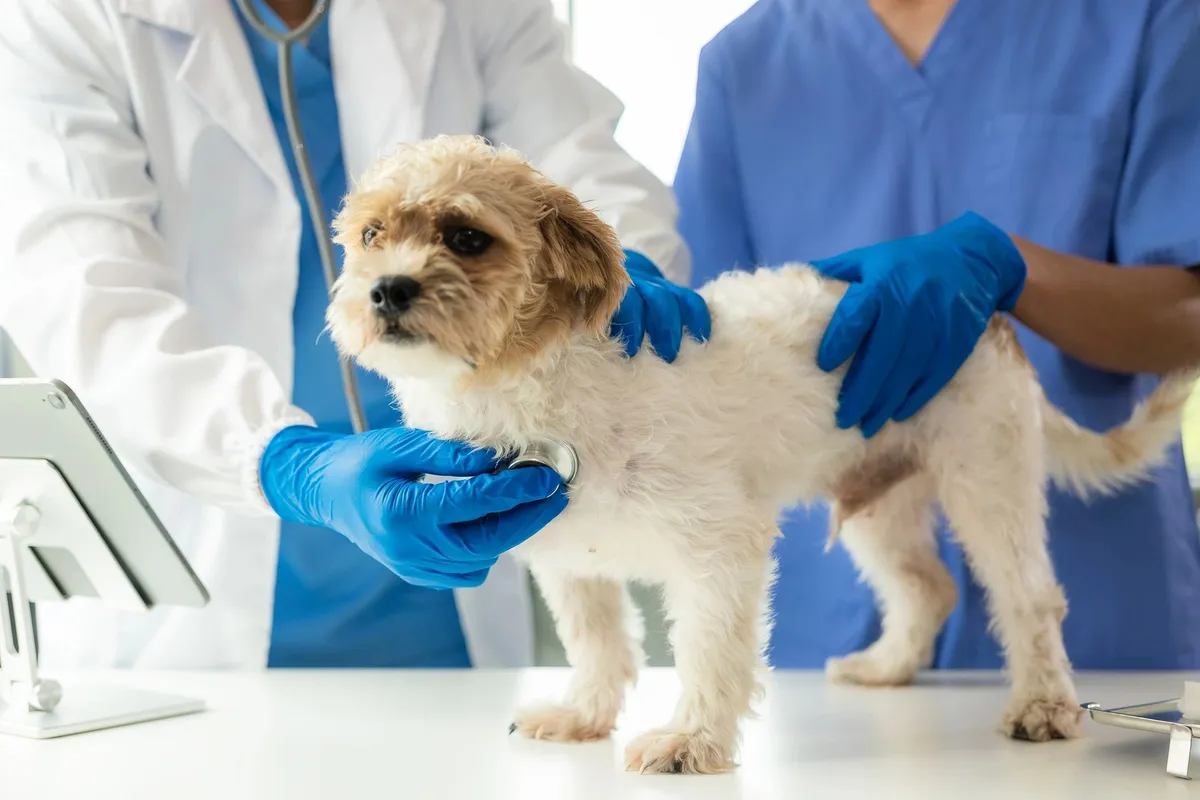 Springs Pet Medical Care