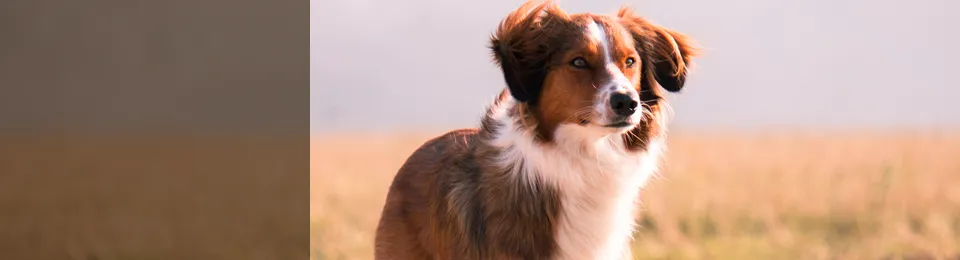 Blanchard Woods Animal Hospital