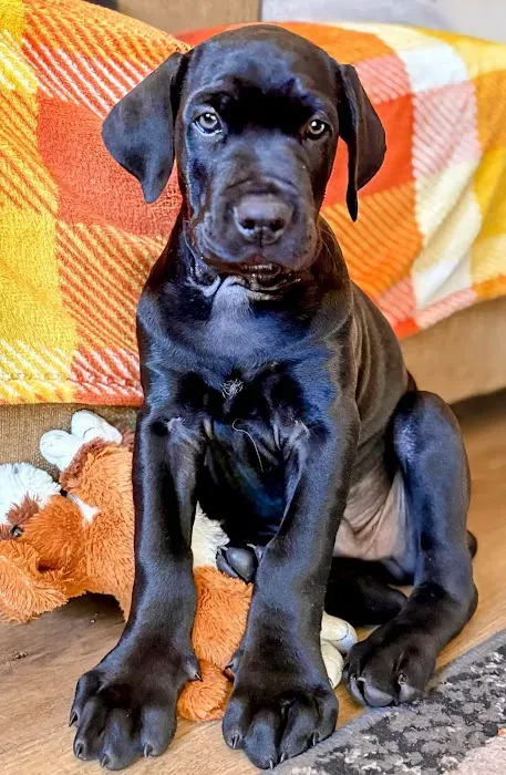 VIP Petcare Wellness Center