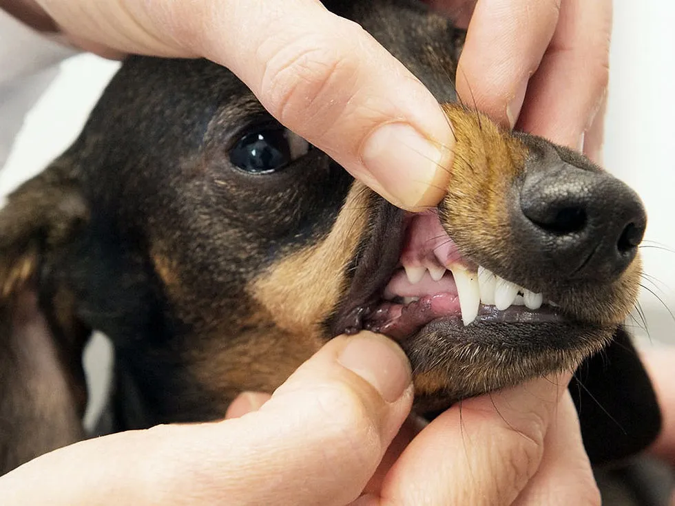 Country Oaks Animal Hospital & Kennel