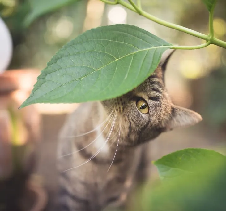 Spanish Trail Pet Clinic