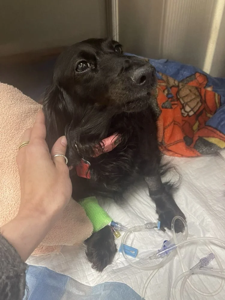 Chesapeake Veterinary Surgical Specialists