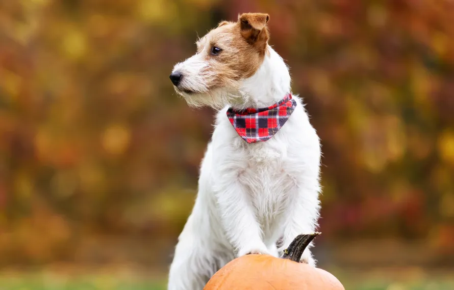 Flying Cloud Animal Hospital