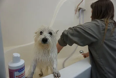 Copeland's Pet Motel & Grooming Inc