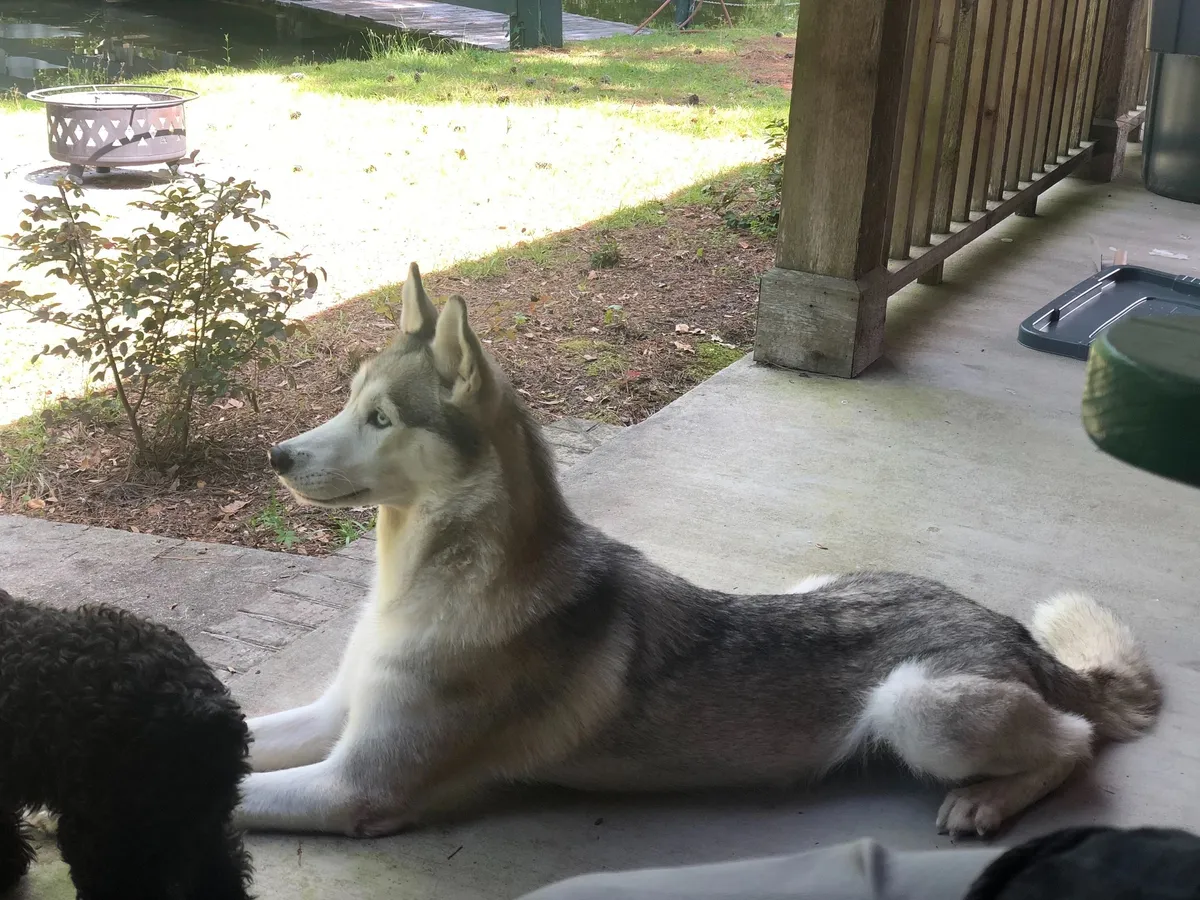 Animal Kingdom Pet Resort