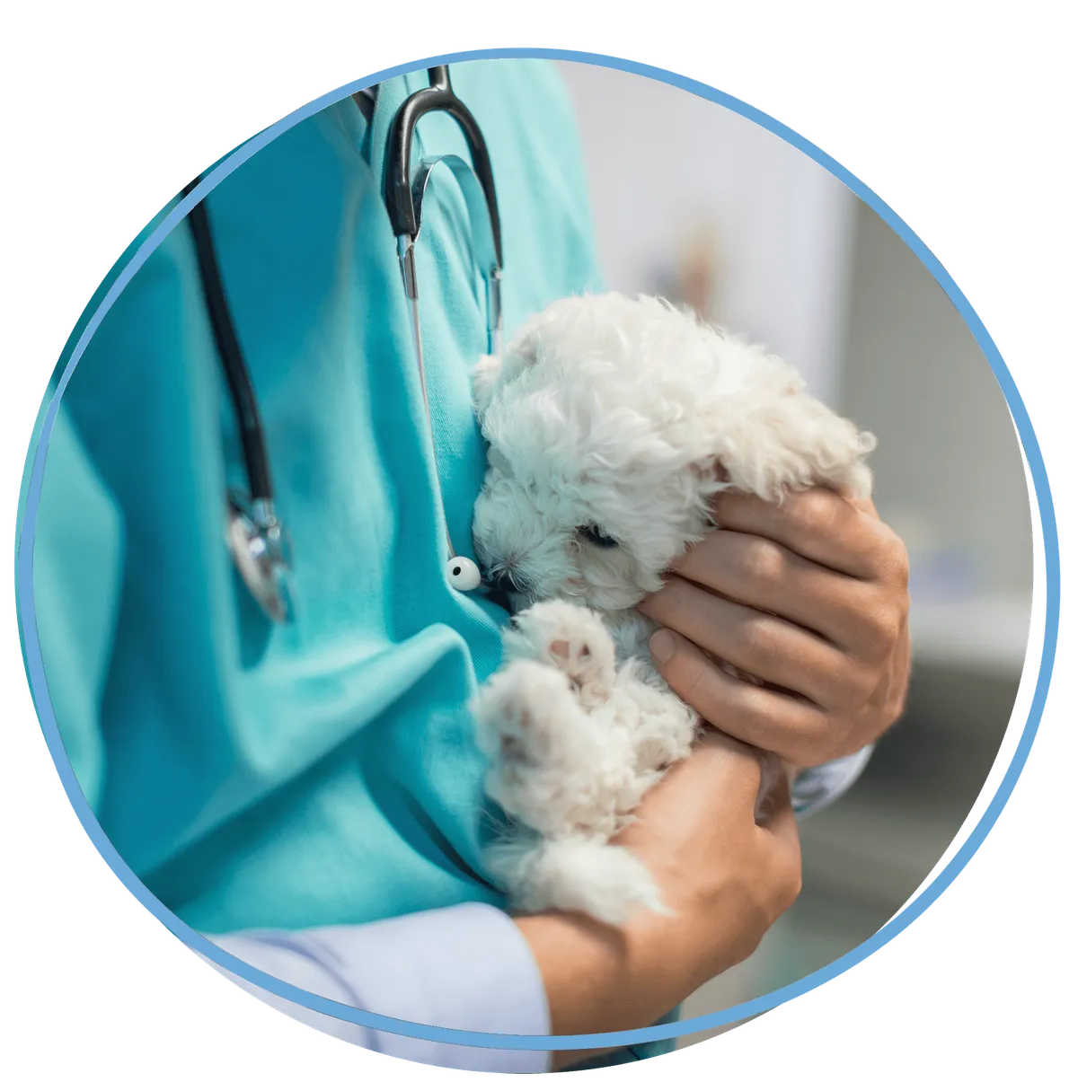 Plant City Animal Hospital