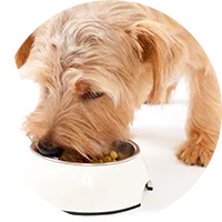 Summerville Pet Clinic